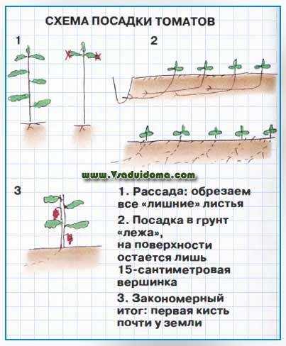 Схема посадки томатов в открытый грунт рассадой