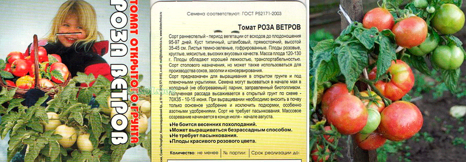 Лучшие сорта томатов для теплицы из поликарбоната