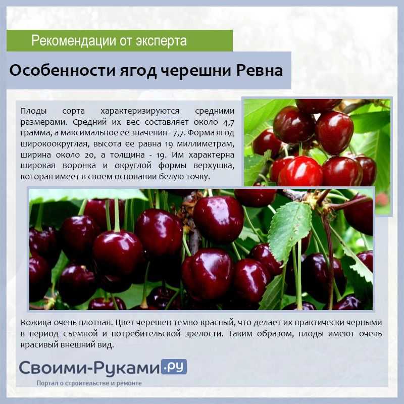 Черешня ревна: описание и характеристика сорта, фото и отзывы, достоинства и недостатки, особенности посадки и ухода