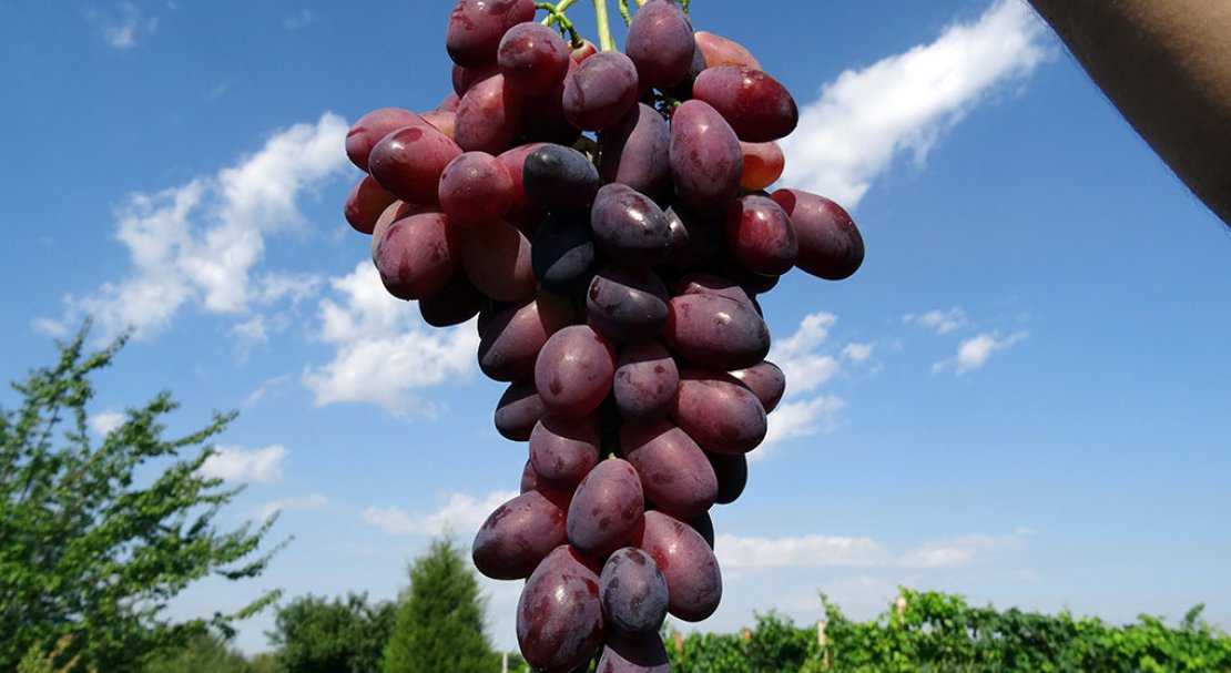 Описание винограда сорта ася: характеристики, выращивание, фото, отзывы, видео