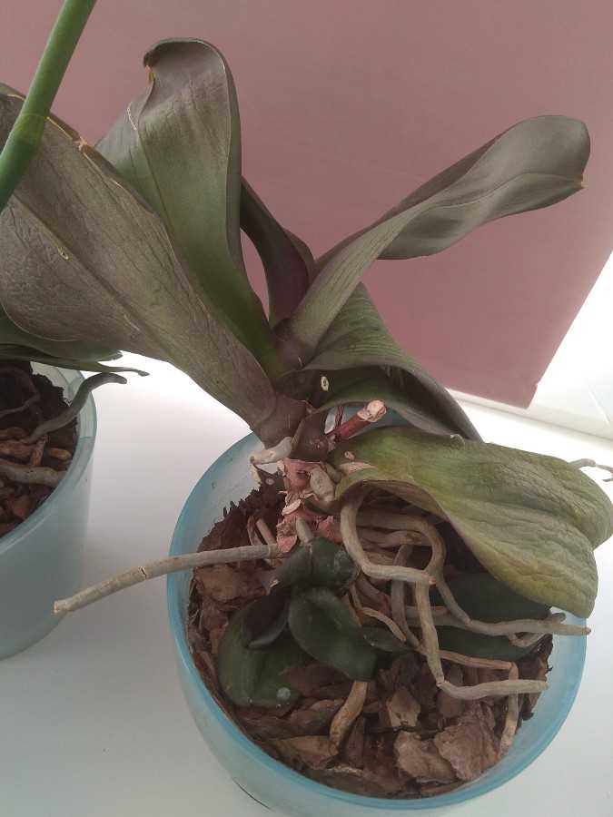 Почему у орхидеи вялые листья что делать
