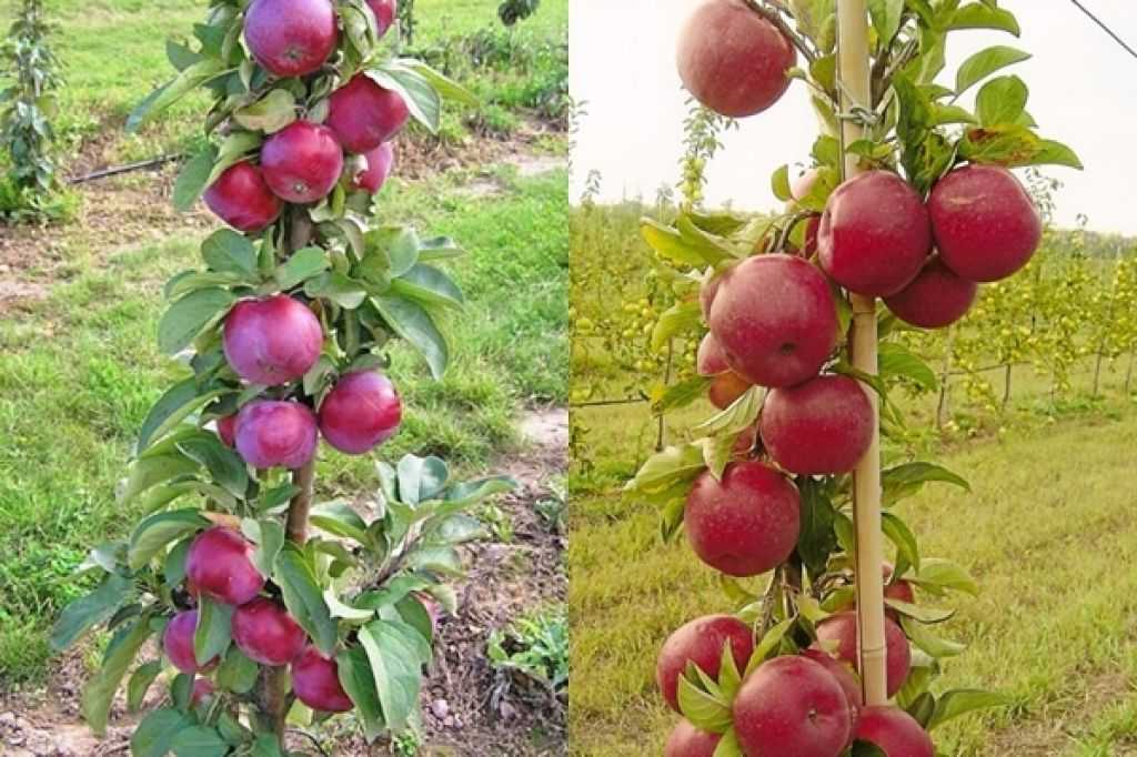 Лучшие колоновидные яблони