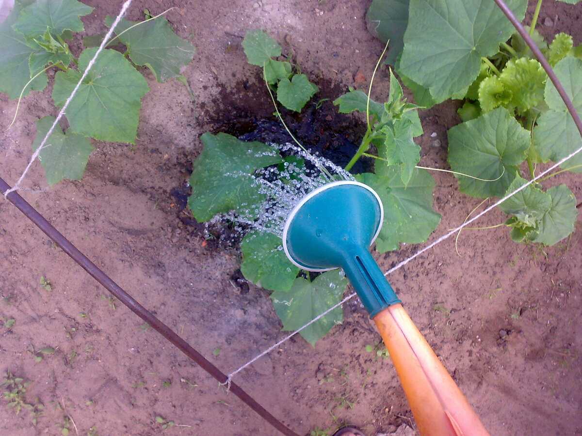 Правильный полив огурцов в открытом грунте и теплице: как часто и какой водой поливать