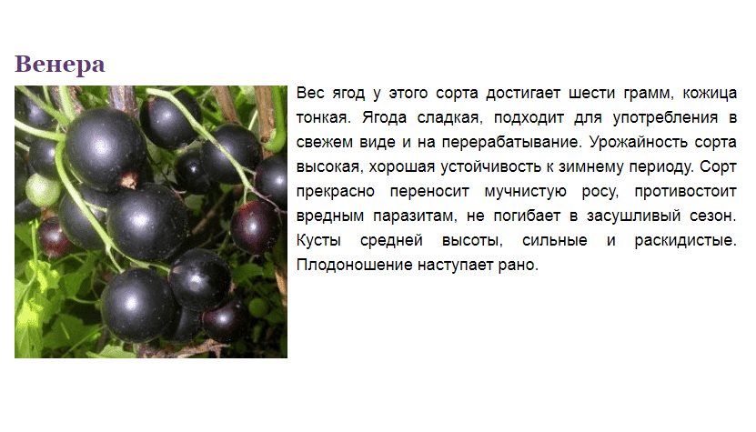 Сорт черной смородины перун фото и описание сорта