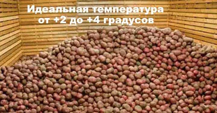 Температура хранения картофеля: как и при какой температуре хранить картофель зимой (на балконе, в погребе)