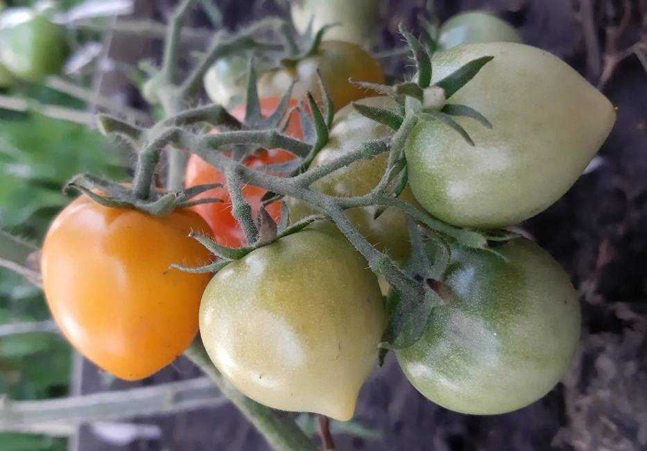 Томат утенок: характеристика и описание сорта помидоров, отзывы дачников о его выращивании и урожайности, уход