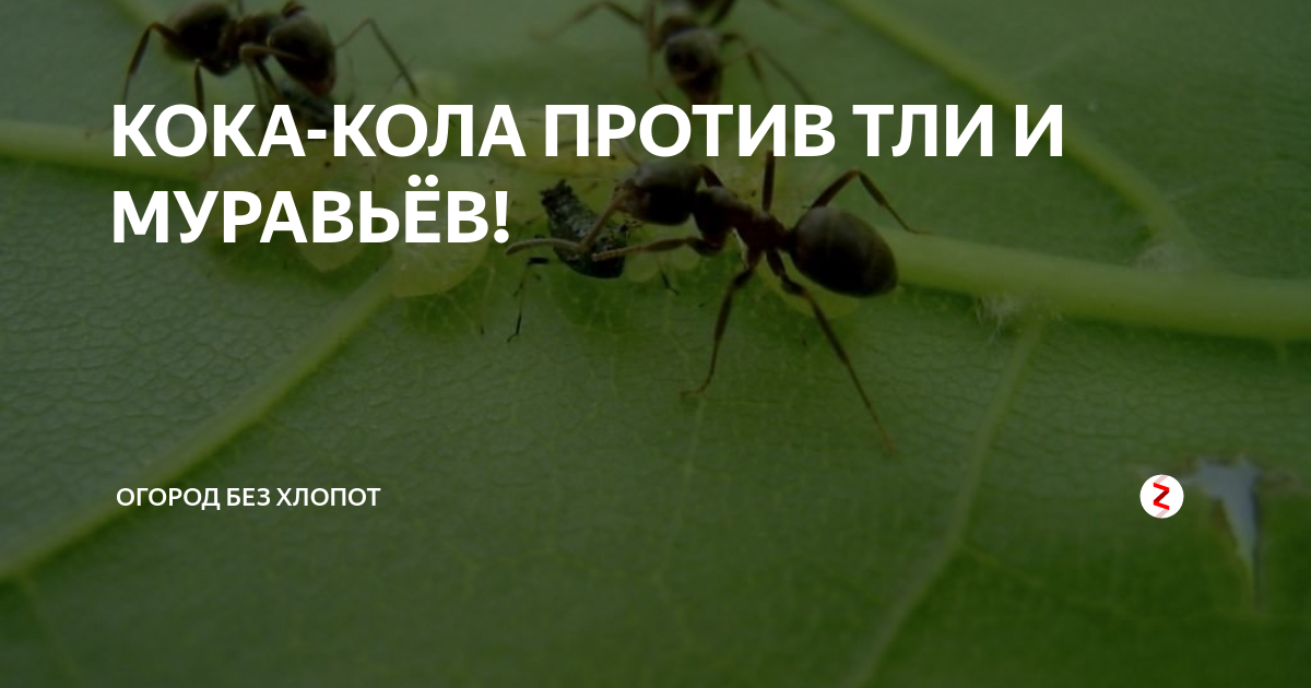Как бороться с тлей на садовых цветах: препараты и другие средства
