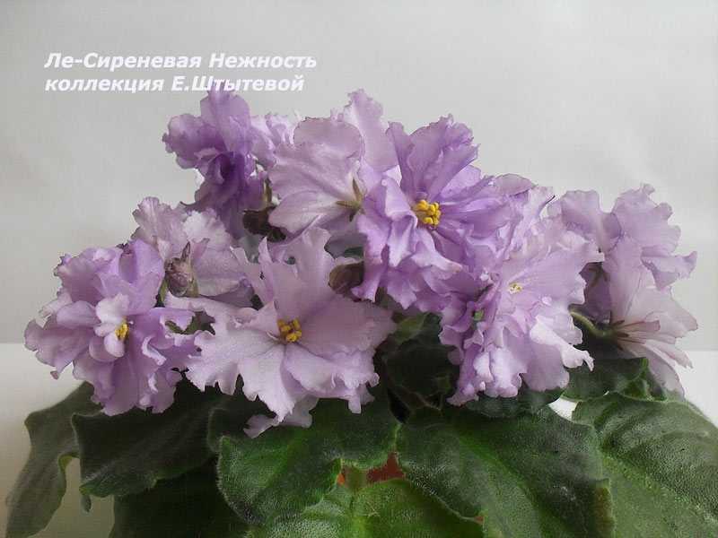 Сенполия (узамбарская фиалка): уход в домашних условиях