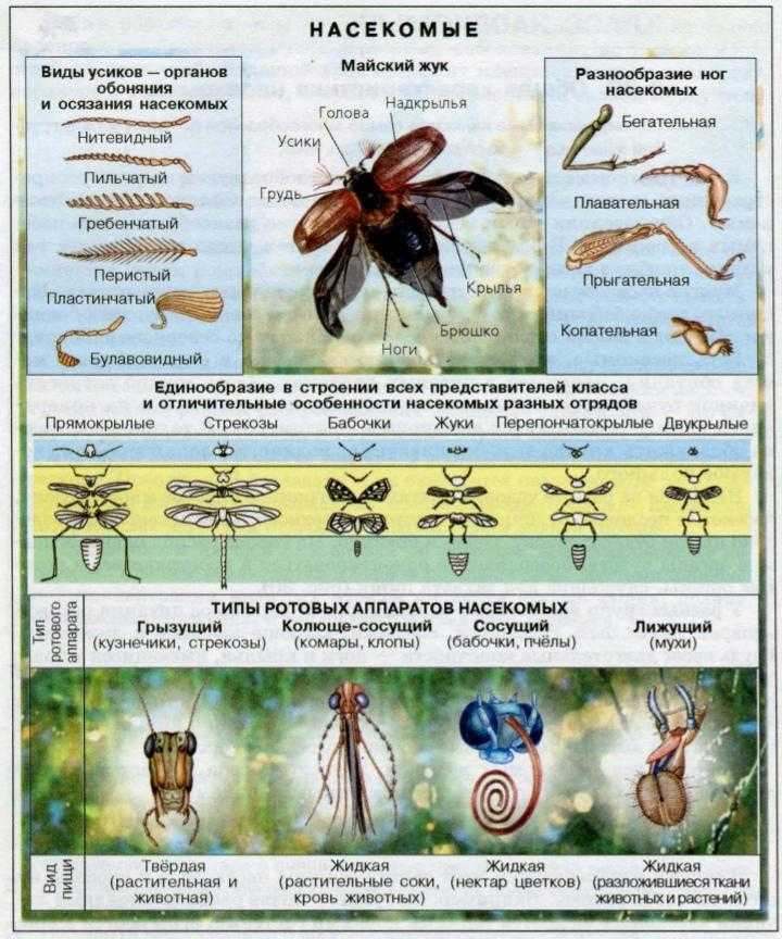 Описание мокриц