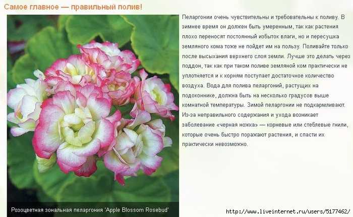 Чтобы радовала и дома, и на улице: уловки, которые помогут сделать герань лучше