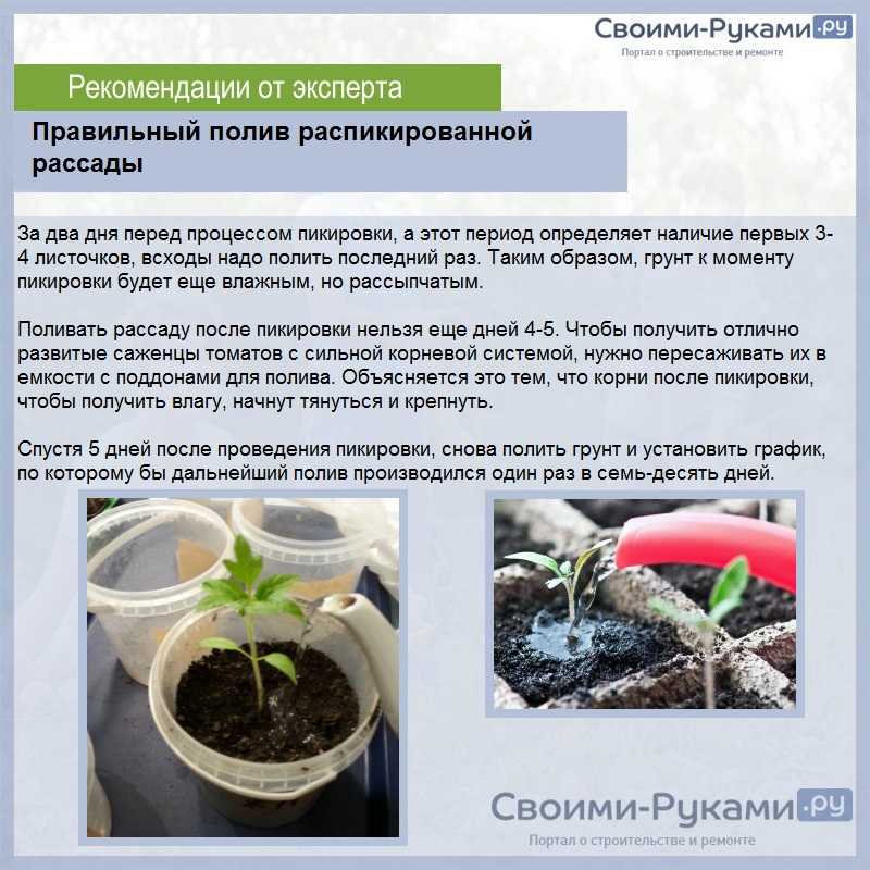 Чем лучше удобрить рассаду помидоров, когда и как это делать: подготовка, сроки, схема и виды подкормки