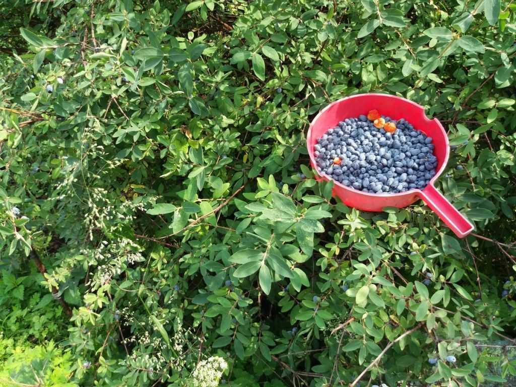 Подкормка жимолости после сбора урожая | огородники