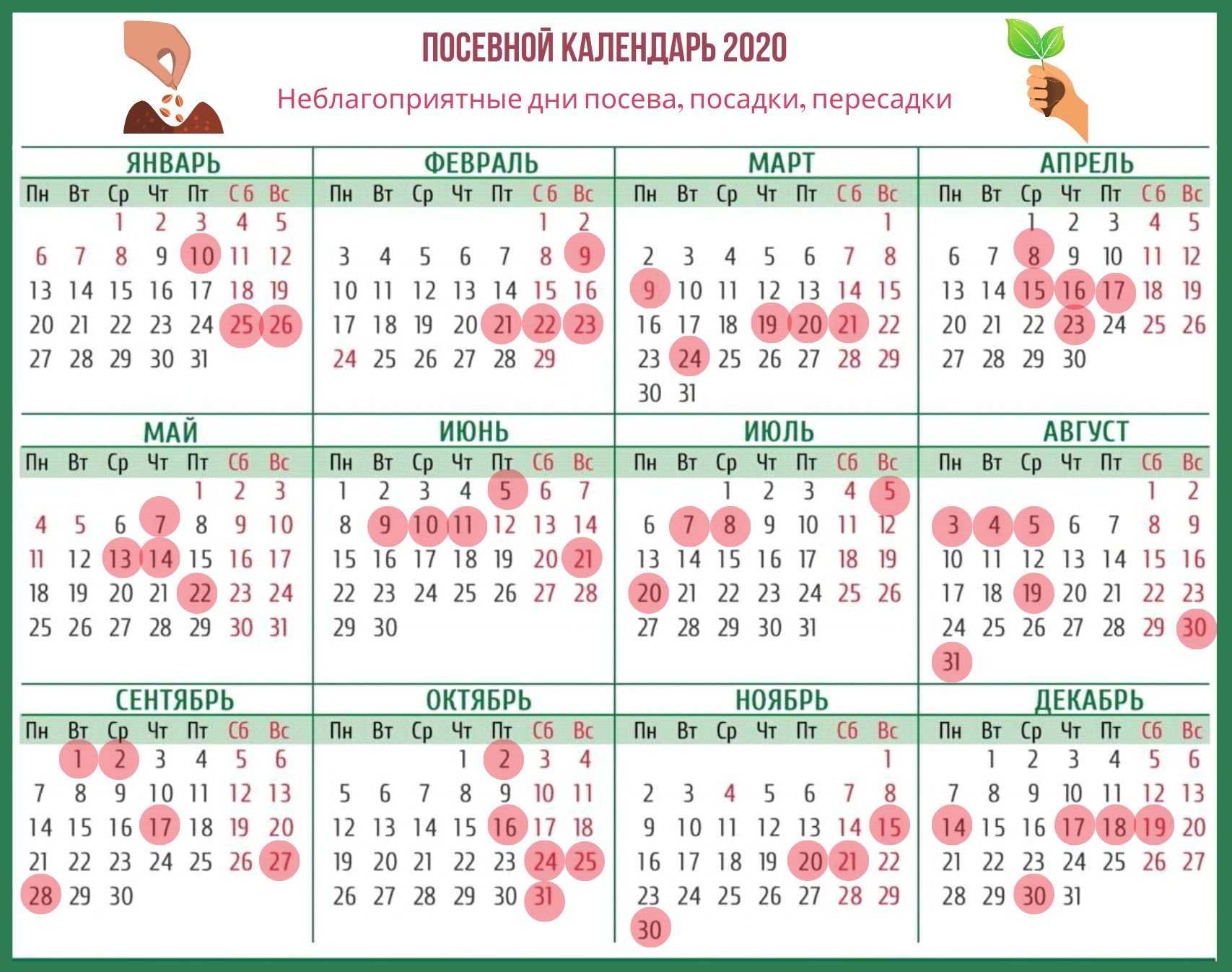 Астра: выращивание из семян в домашних условиях, когда сажать в 2021 году по лунному календарю