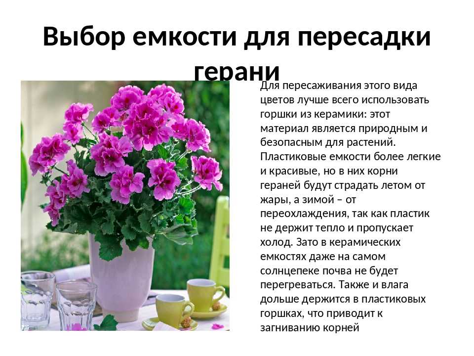 Пеларгония – описание, уход, выращивание и размножение