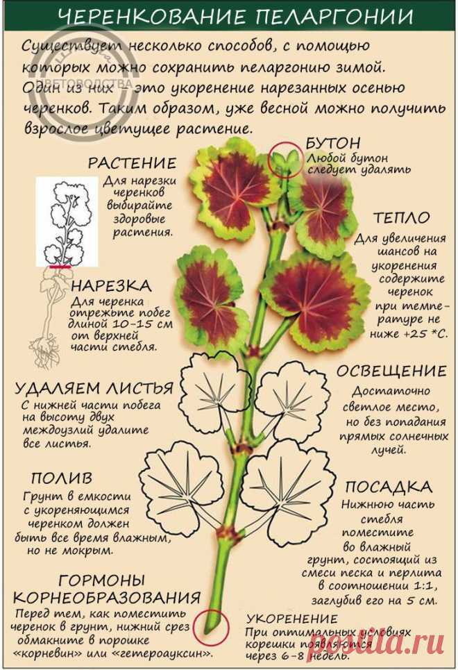 Пеларгония анита: описание и фото цветка, как правильно размножать, выращивать и обрезать растение, практические советы по уходудача эксперт
