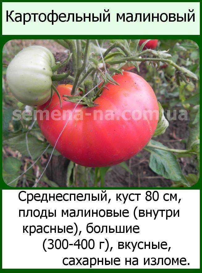 Выращивание томатов от а до я в открытом грунте