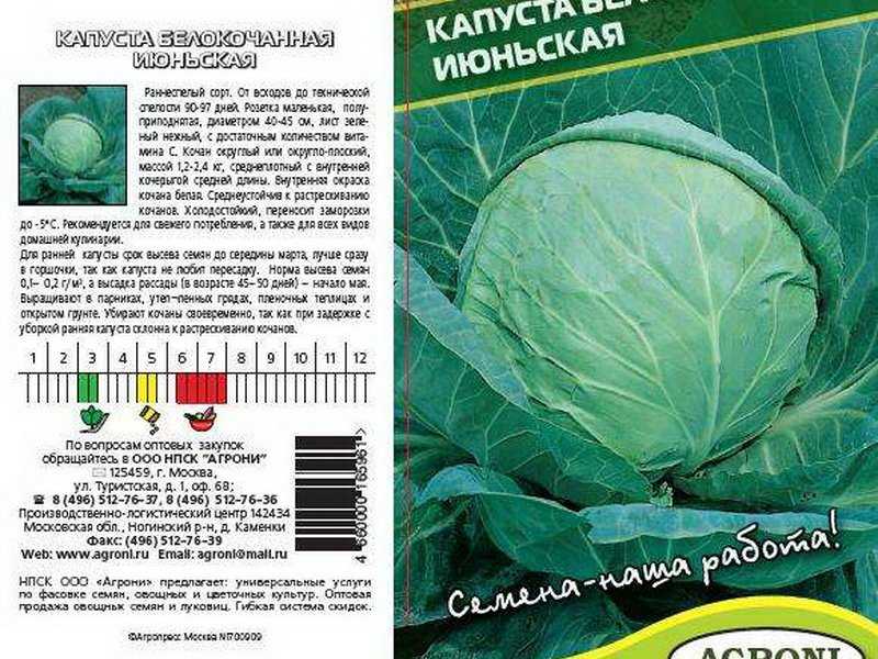 Капуста колобок f1 — описание сорта, особенности ухода