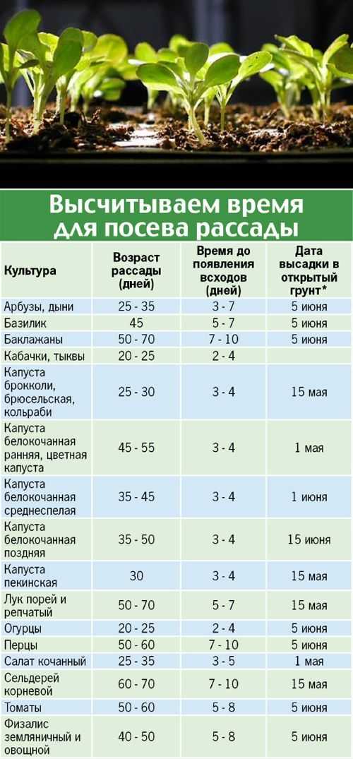 Как сажать дайкон в открытый грунт семенами: сроки посева, выращивание