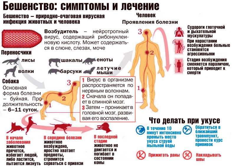 Бешенство и его профилактика