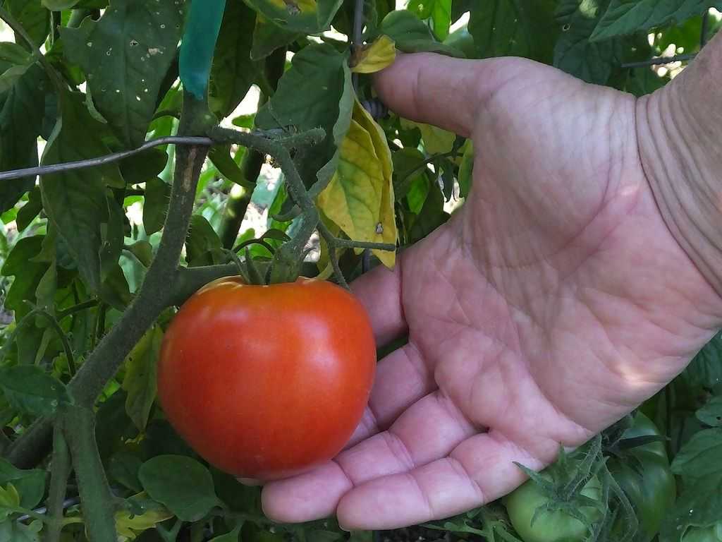 Сорт дубок помидоры фото