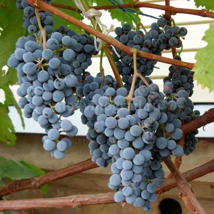 Сорт винограда виктор фото и описание