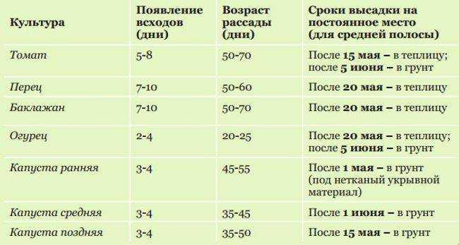 Выращивание томатов в открытом грунте
