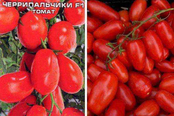 Томат черрипальчики f1. краткий обзор, описание характеристик solanum lycopersicum cherripalchiki f1 - все сорта - интернет магазин