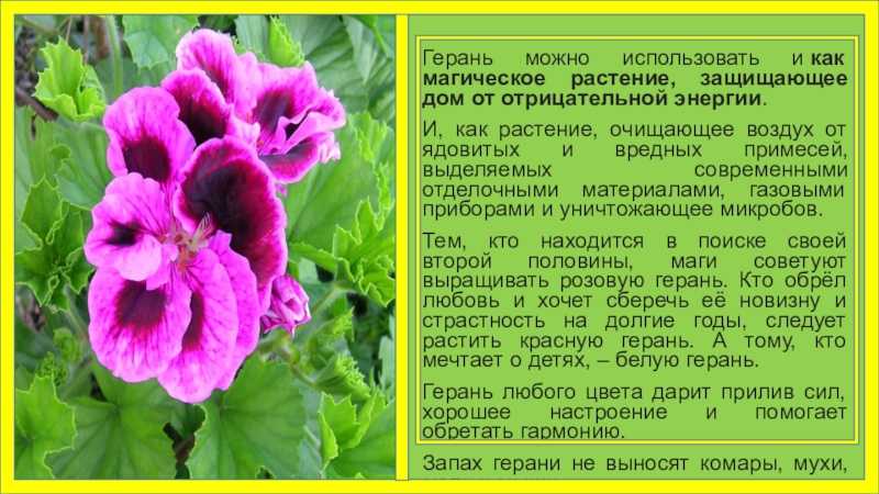 Уход за комнатной геранью в домашних условиях