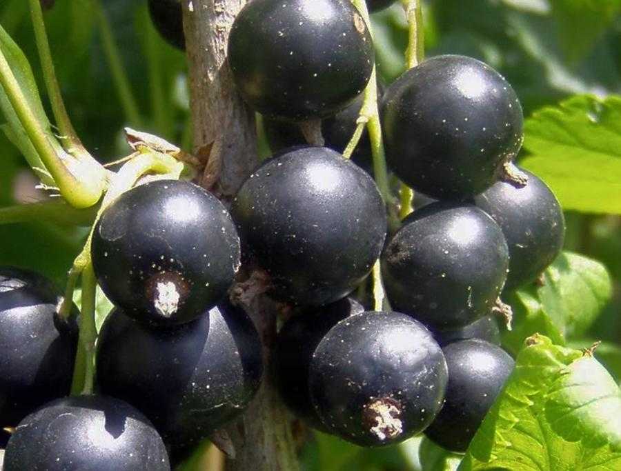 Самые сладкие крупноплодные сорта чёрной смородины