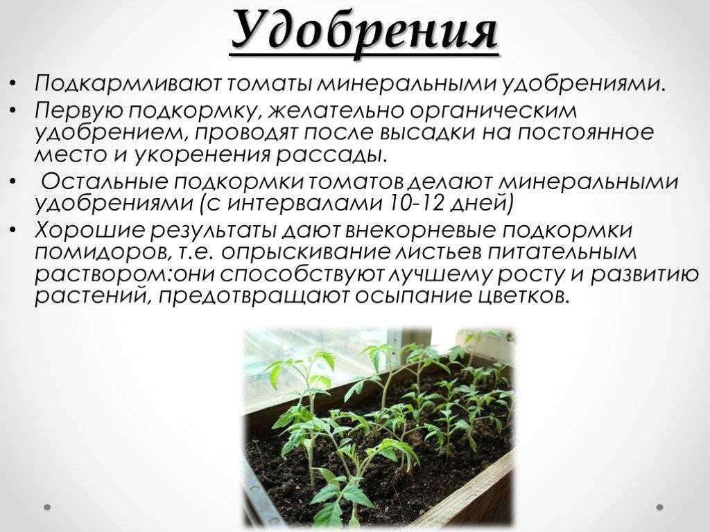 Внекорневая подкормка томатов – рассады, после пикировки, в теплице, открытом грунте