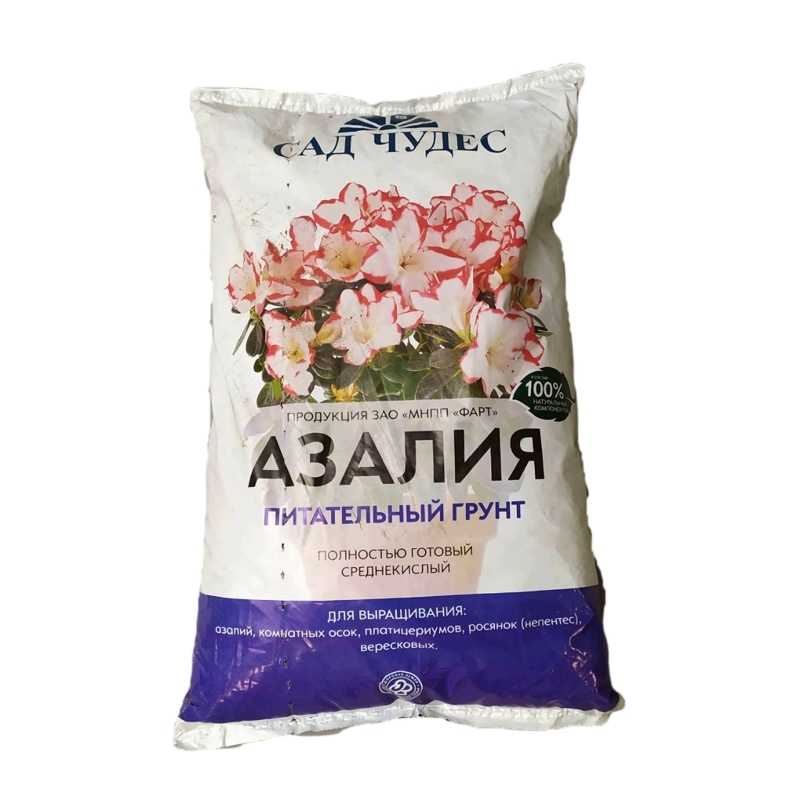 Азалия садовая – посадка и уход в открытом грунте, сорта с фото