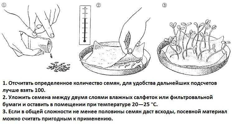 Подготовка семян огурцов к посеву на рассаду