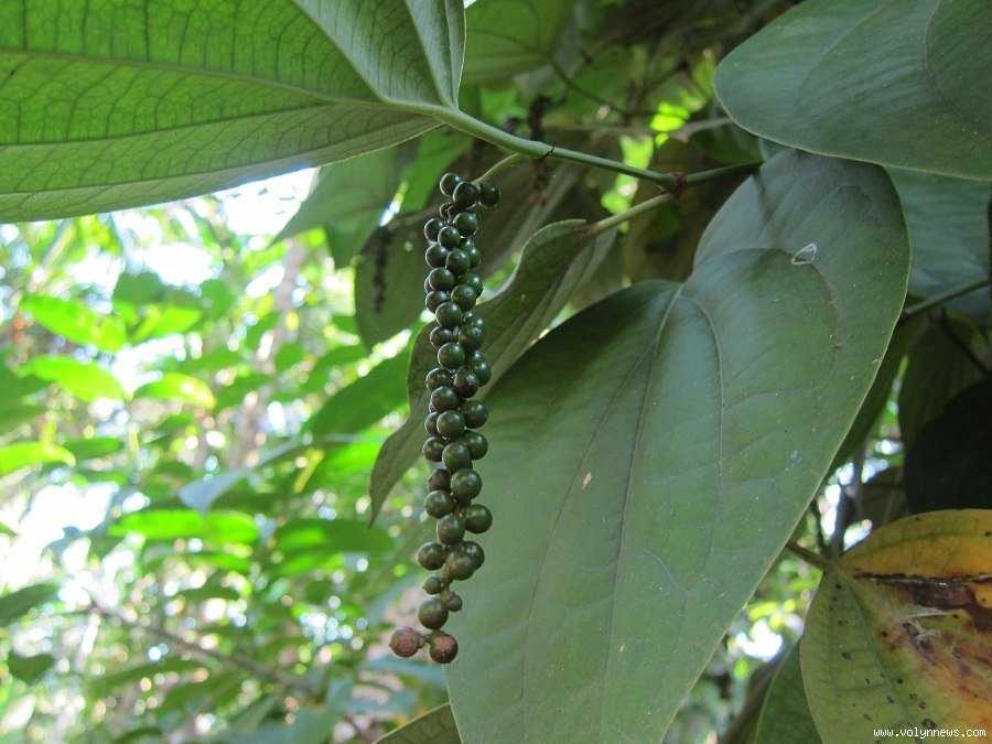 Как растет перец горошком черный в природе