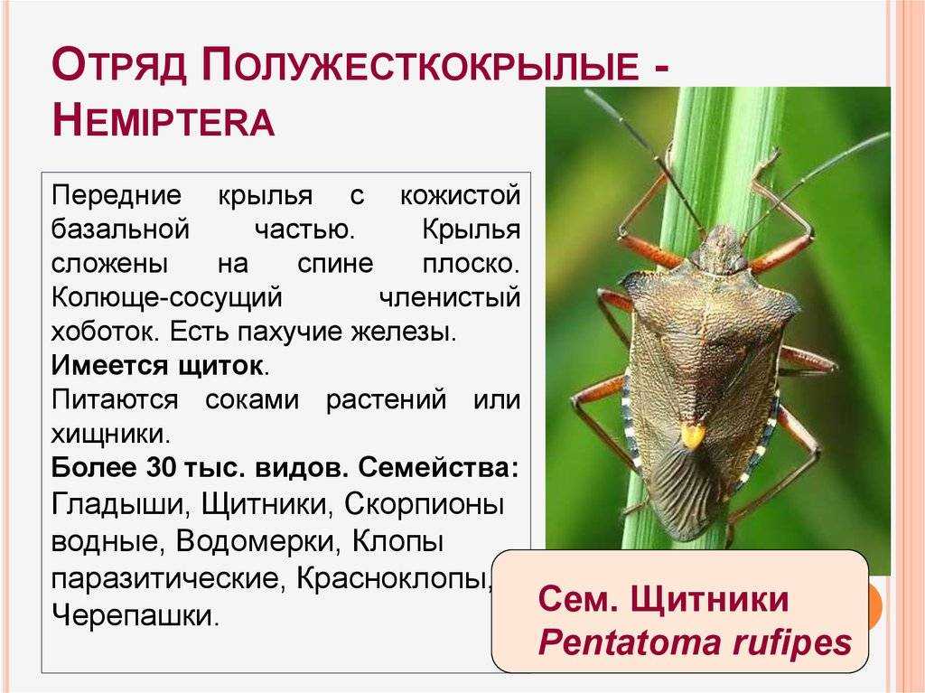 Водяной клоп гладыш – фото и описание