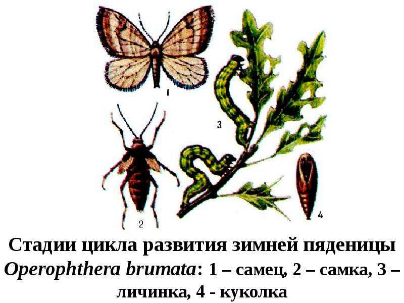 Пяденица: как избавиться, среда обитания, средства и препараты, виды и фото, гусеница пяденицы, народные советы, средства борьбы, развитие