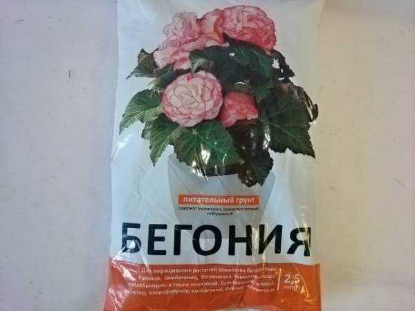 Как ухаживать за цветком бегония в домашних условиях :: инфониак