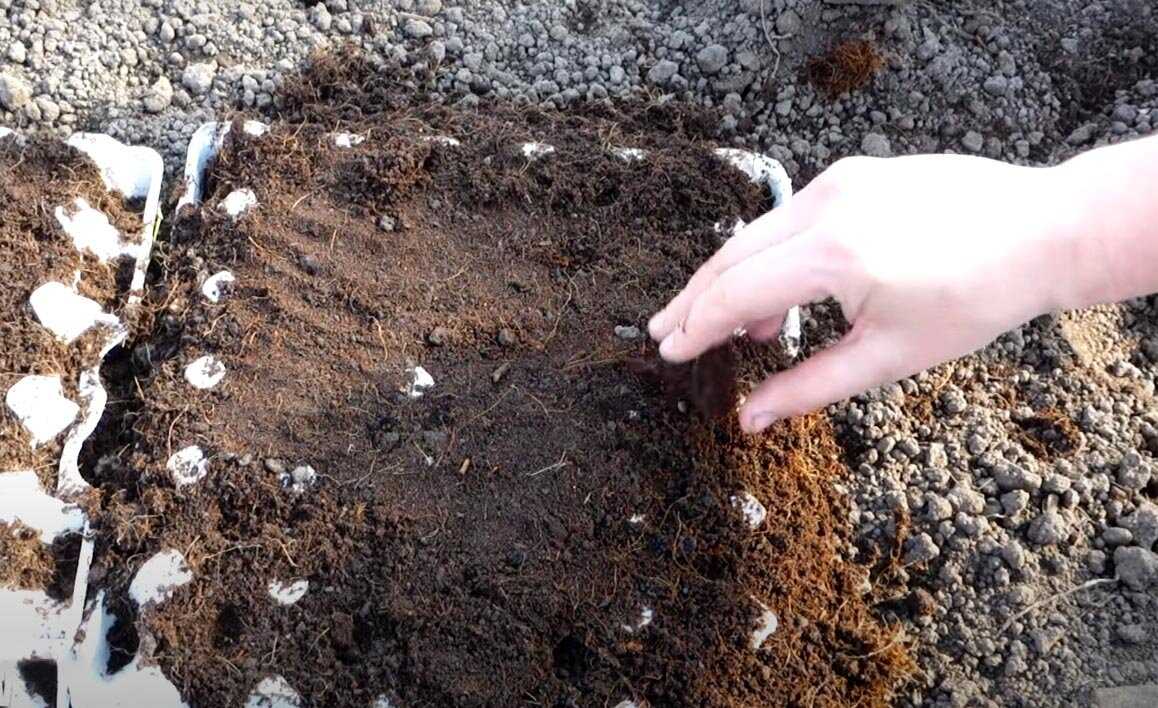 Правильная посадка моркови семенами в грунт