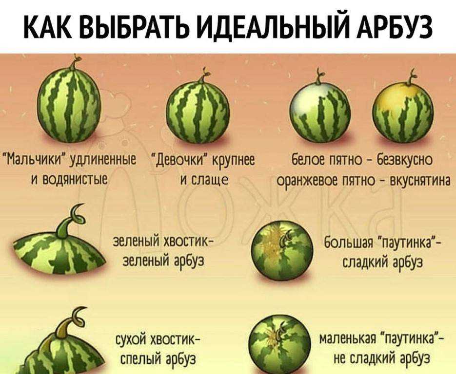 Полезные свойства арбуза, вред для организма человека