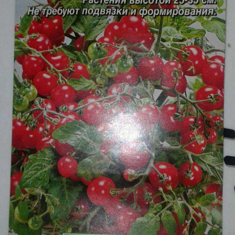 Томат клюква в сахаре — описание и характеристики, фото, отзыв.