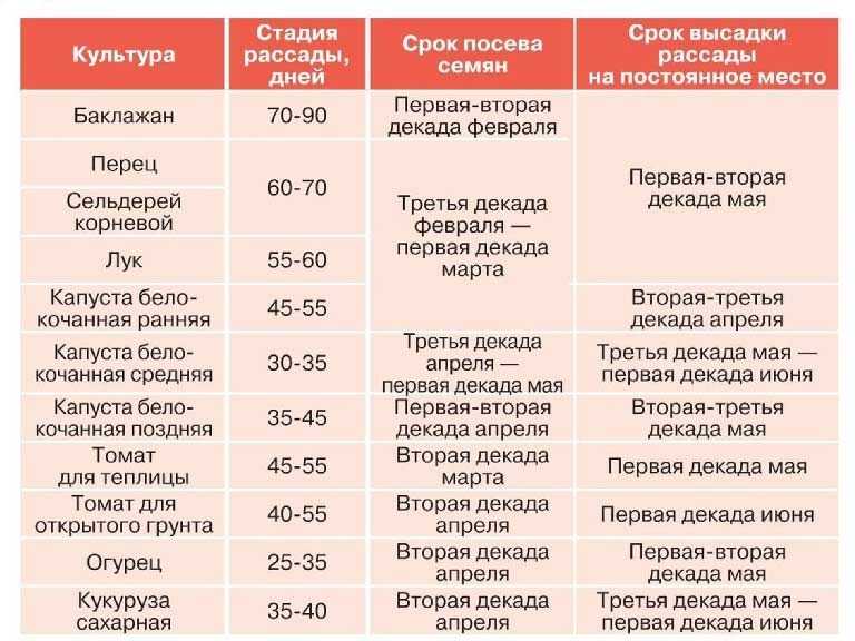 Томаты | правильное расстояние между кустами томатов