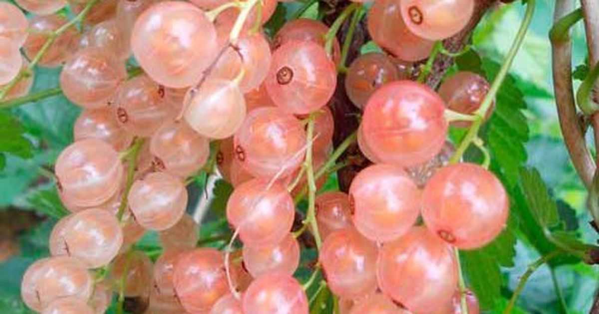 Лучшие сорта смородины для подмосковья: черной, белой, красной, розовой