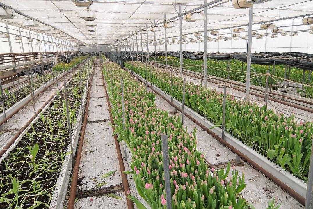 Сколько можно вырастить тюльпанов на 1 м2. Теплица для выгонки тюльпанов. Теплица с тюльпанами гидропоника.