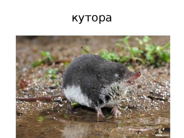 Землеройка — как избавиться?