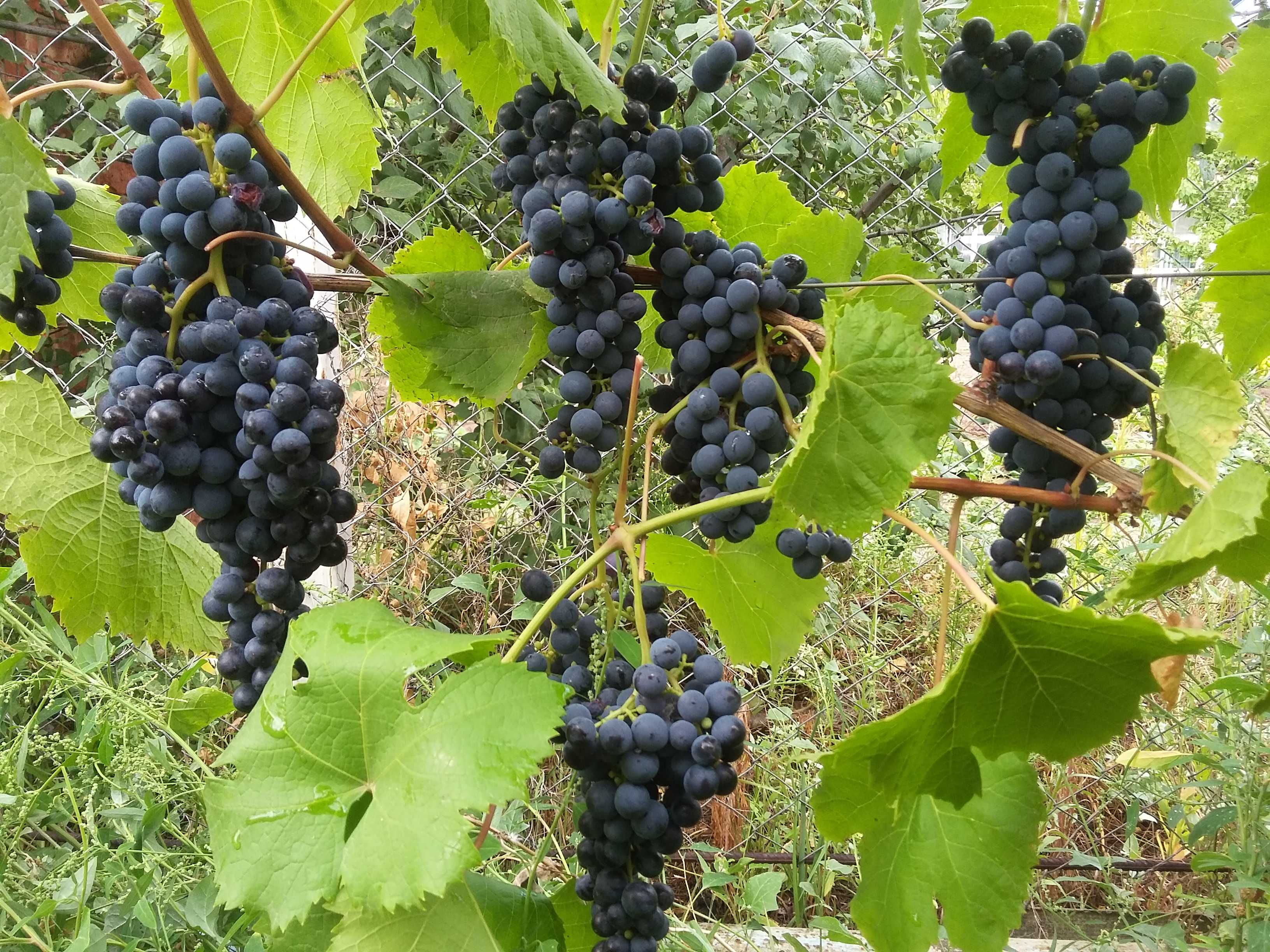 Красностоп Золотовский виноград