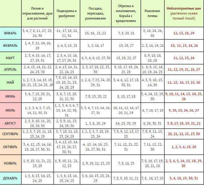 Посев и выращивание рассады астры