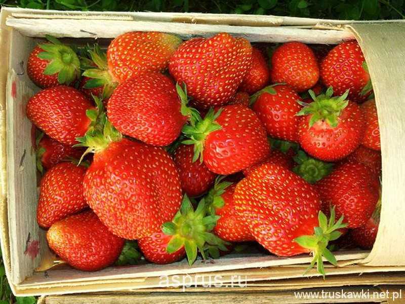 Клубника сорт капри - описание, посадка, уход, отзывы