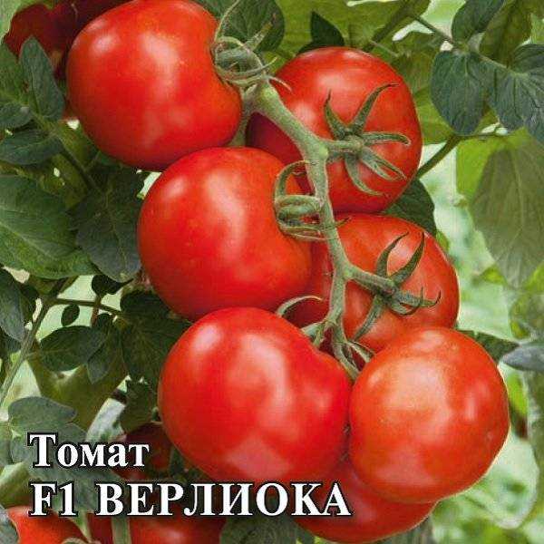 Томат верлиока - характеристика и описание сорта, отзывы с фото