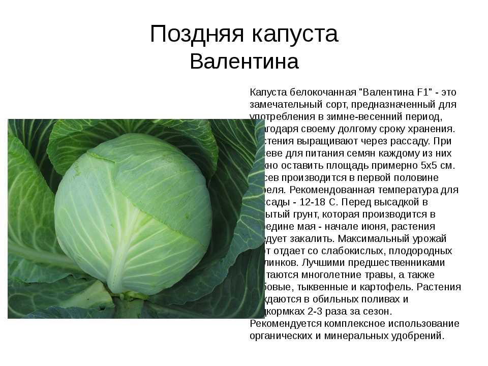Капуста слава: описание и характеристика сорта, основные особенности, преимущества, недостатки, правила выращивания рассадой и семенами, урожайность