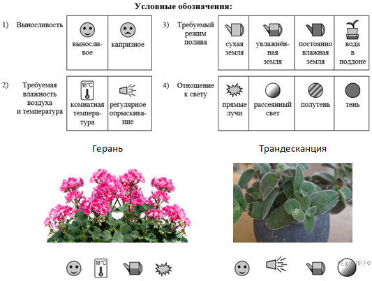 Температура для герани. Герань фиалка традесканция. Паспортизация комнатных растений герань. Схема уход за геранью. Маркировка растений.