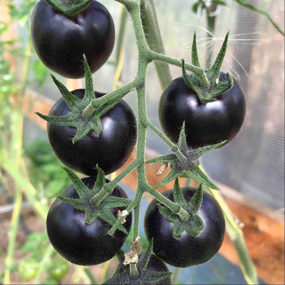 Черные помидоры сорта название фотографии